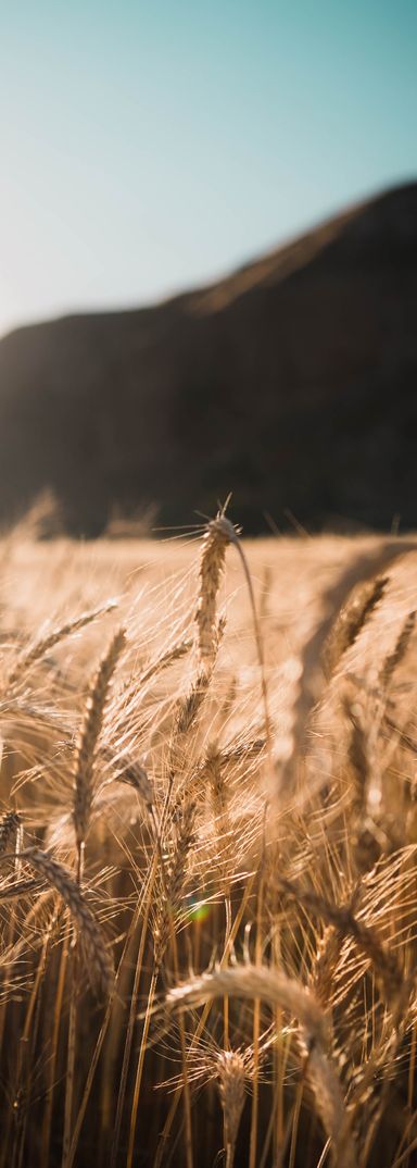 Blé et produits bio